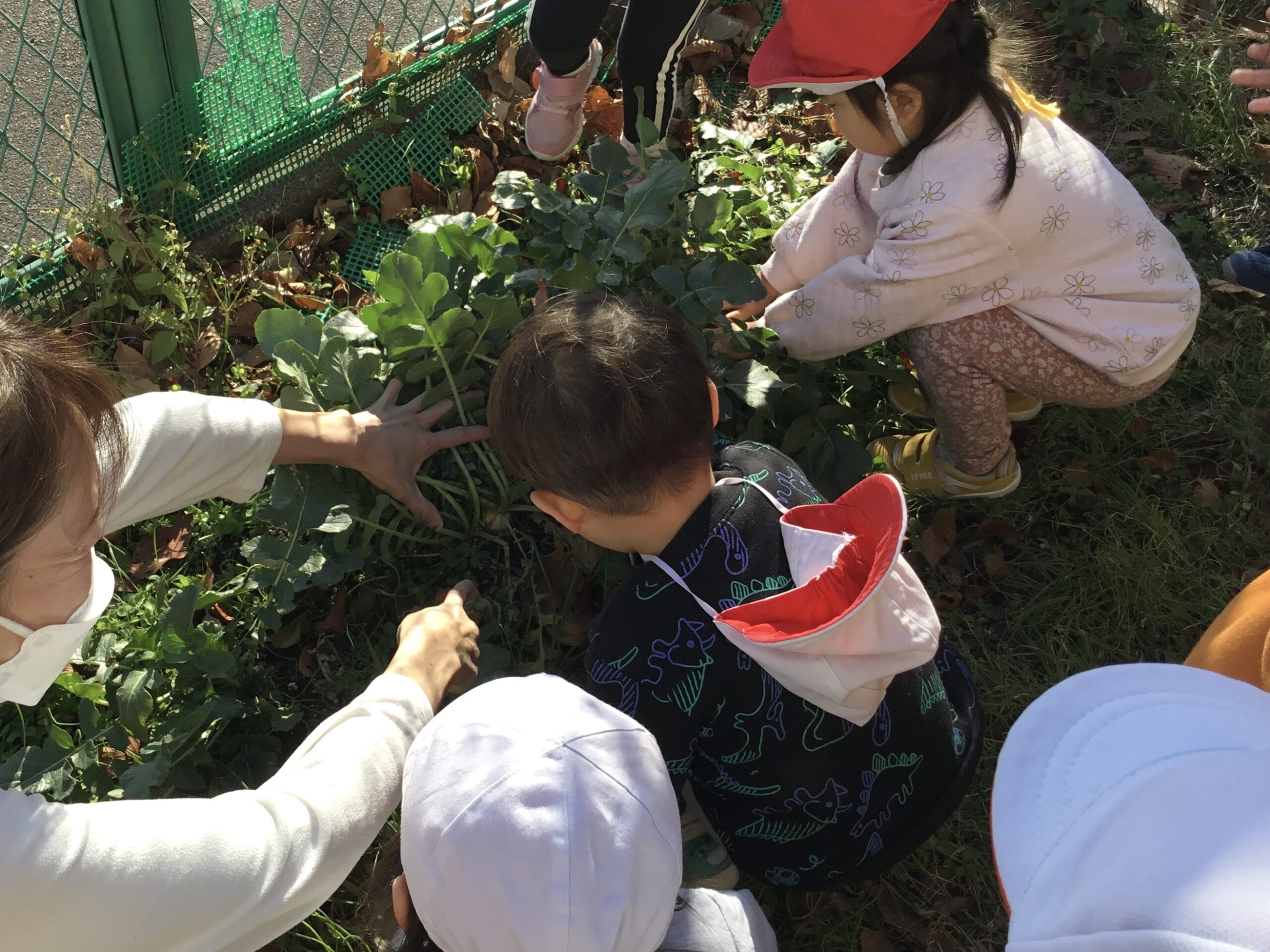 大根収穫！（1歳児）