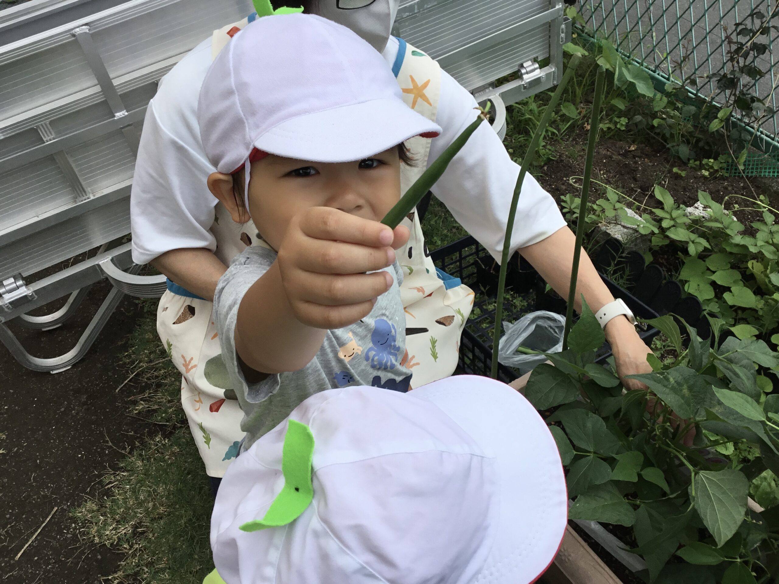 インゲンさん（1.2歳児）