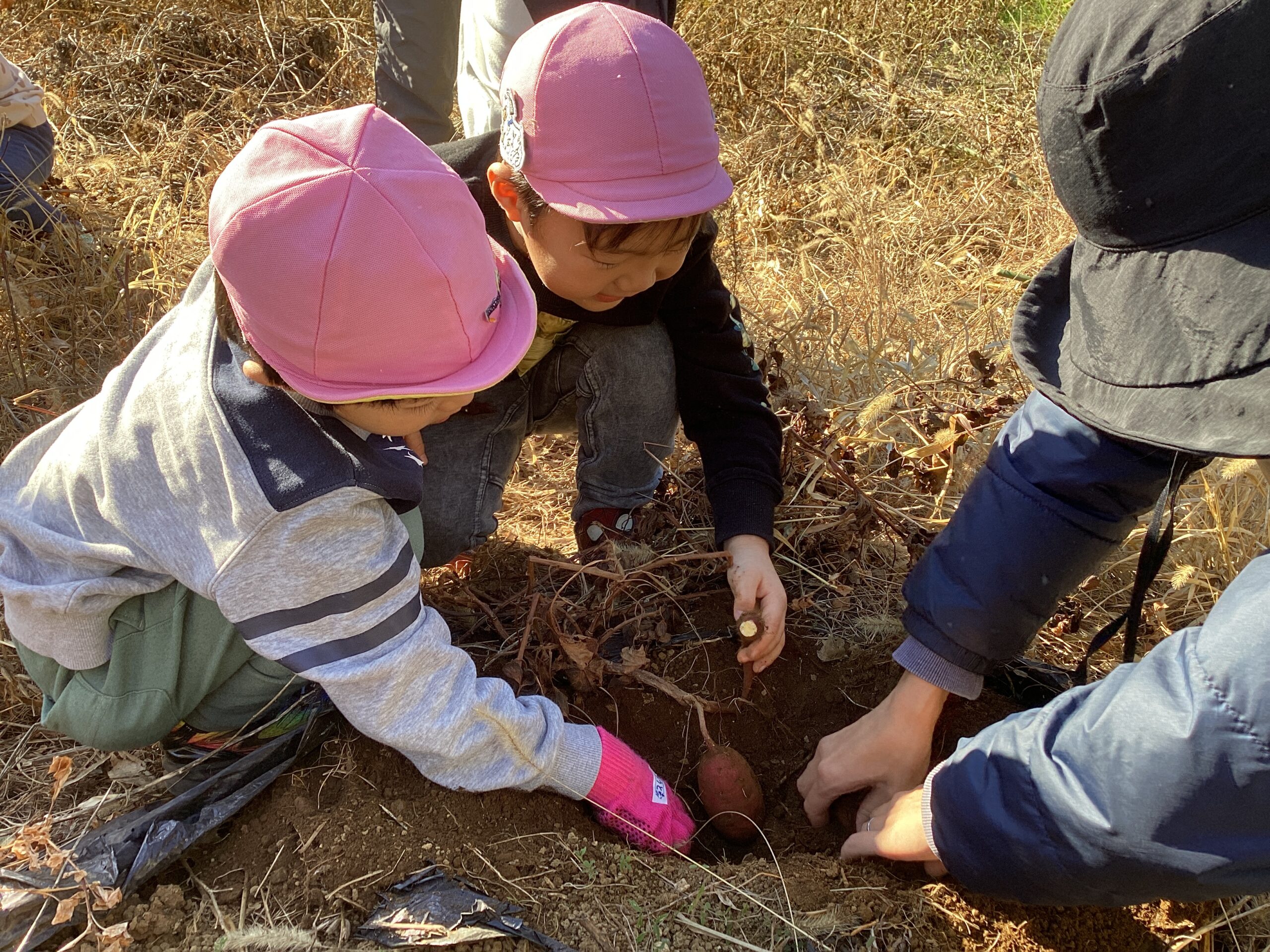 さつまいも掘りをしました🍠 〜年長クラス&縦割りクラス〜