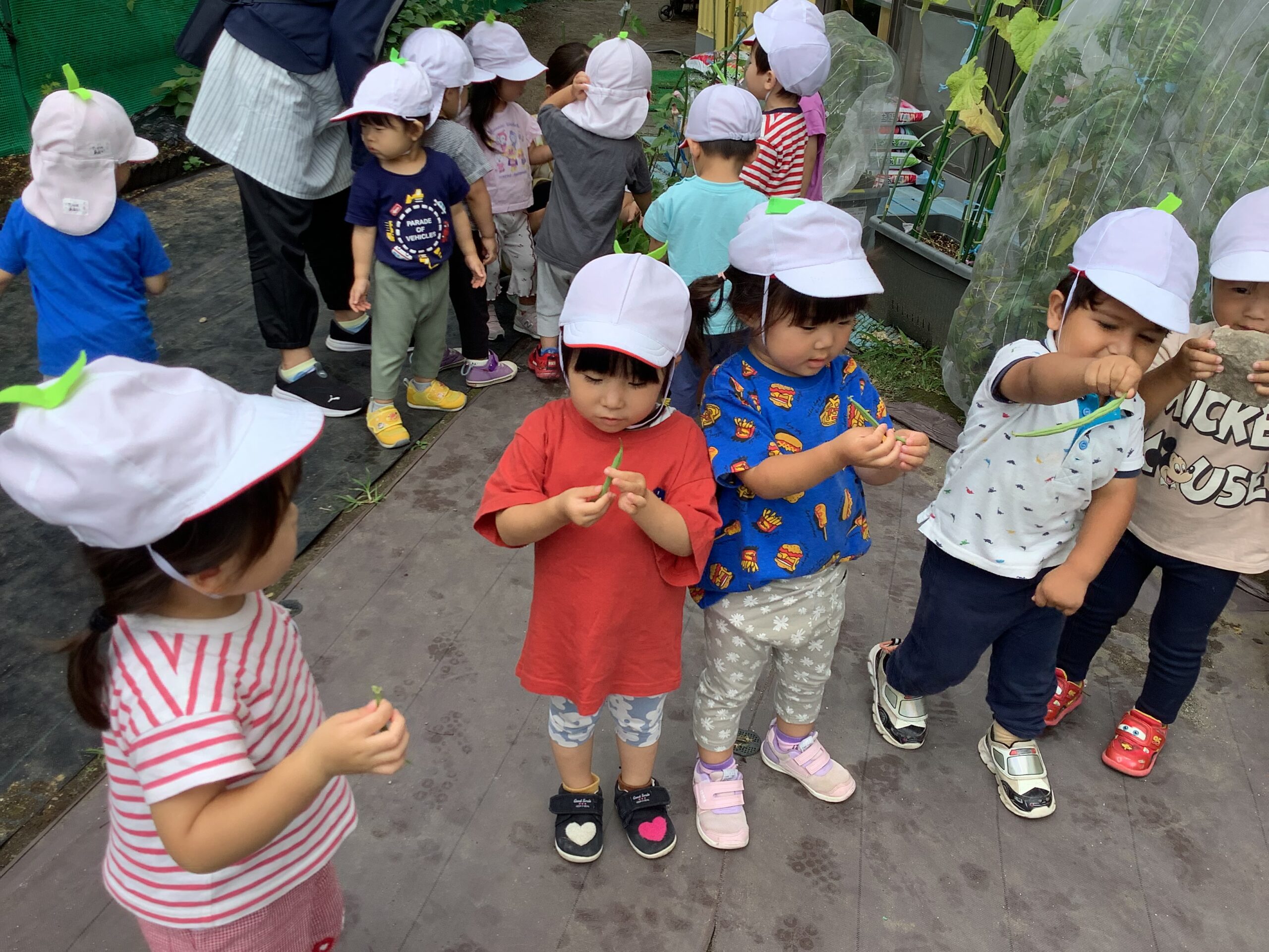 収穫!(2歳児)