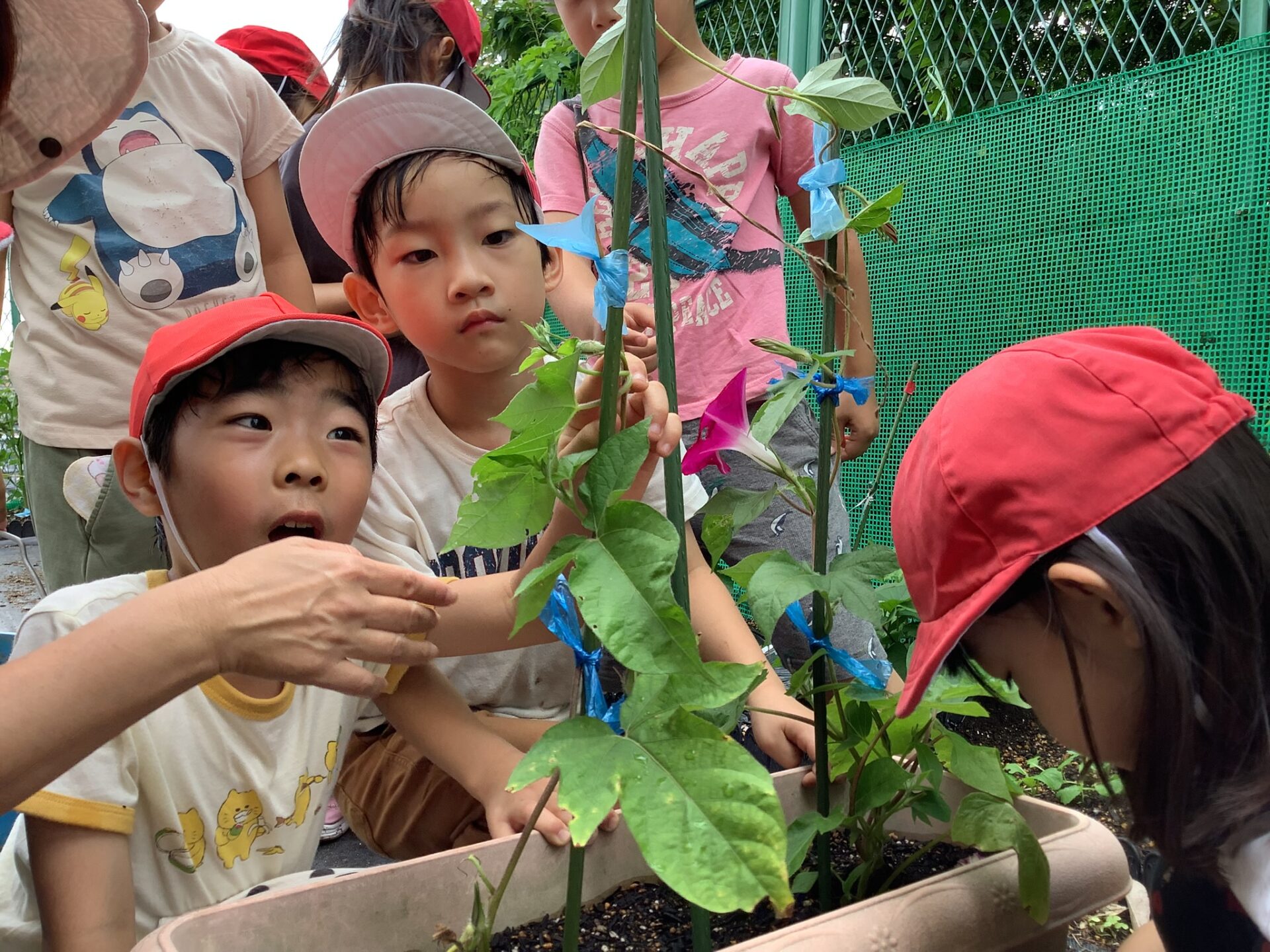 あさがお新聞(5歳児)